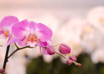 “Dani orhideja“ u Radoboju1