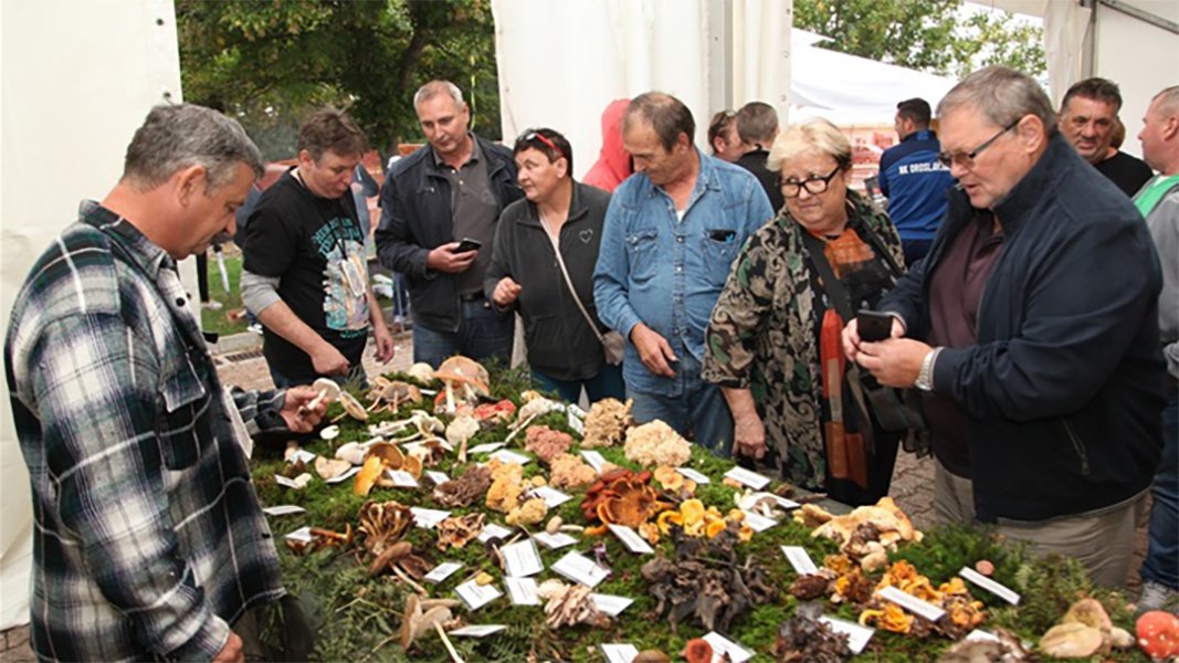 Međunarodni-festival-gljiva-u-Oroslavju1